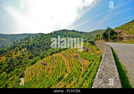 Vignobles de la vallée du Douro et Pinhao entre Peso da Regua, Portugal Europe Banque D'Images