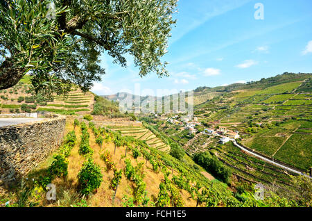 Vignobles de la vallée du Douro et Pinhao entre Peso da Regua, Portugal Europe Banque D'Images