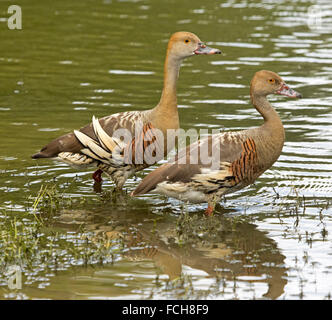 Paire de plumes spectaculaire herbe / canards sifflement, Dendrocygna eytoni pataugeant dans l'eau peu profonde du lac en Australie Banque D'Images