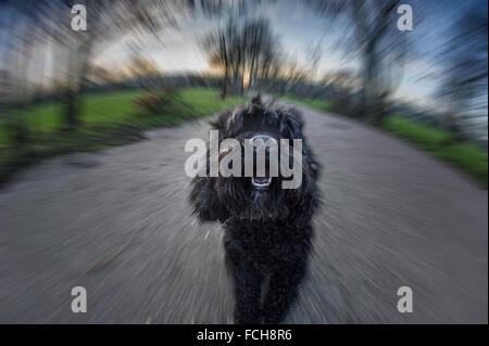 Un petit chien féroce court vers l'appareil photo Banque D'Images