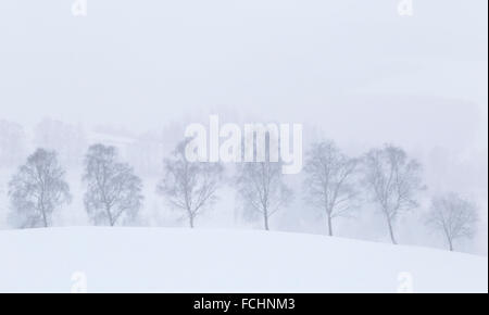 Silhouette d'arbres de bouleau lors de fortes chutes de neige, près de Neukirchen, Bad Berleburg, dans la région de Sauerland, Rhénanie du Nord-Westphalie, Allemagne. Banque D'Images