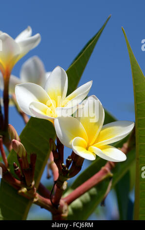 Blanc et jaune Plumeria spp. (Frangipani flowers, Frangipani, pagode ou temple tree) arbre sur fond de ciel lumineux. Banque D'Images