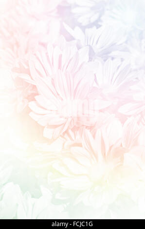 Fermé du type de pulvérisation de chrysanthème (Dendranthemum grandifflora) en tons pastel. Banque D'Images