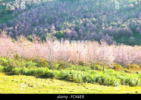 La Thaïlande est sakura ou Prunus cerasoides à Phu Lom Lo montagne, Loei , Thaïlande. Banque D'Images