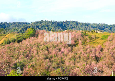 La Thaïlande est sakura ou Prunus cerasoides à Phu Lom Lo montagne, Loei , Thaïlande. Banque D'Images