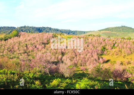 La Thaïlande est sakura ou Prunus cerasoides à Phu Lom Lo montagne, Loei , Thaïlande. Banque D'Images