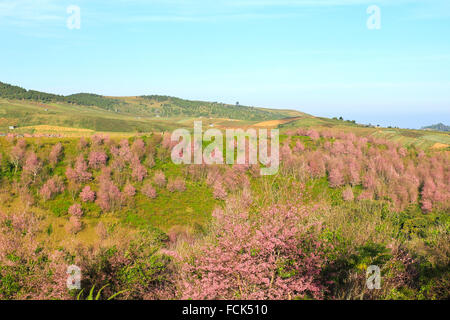 La Thaïlande est sakura ou Prunus cerasoides à Phu Lom Lo montagne, Loei , Thaïlande. Banque D'Images