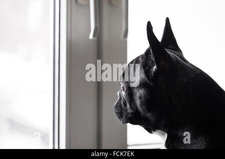 Bouledogue français chien regardant par la fenêtre Banque D'Images