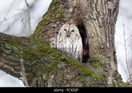 Tawny Owl (Strix Aluco enr.). Moscou. La Russie. Banque D'Images