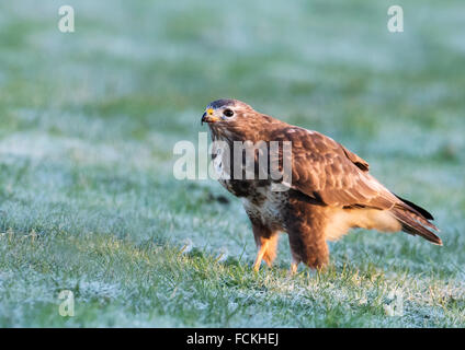 Les femelles sauvages, Buzzard Buteo buteo sur le sol sur un matin glacial Banque D'Images