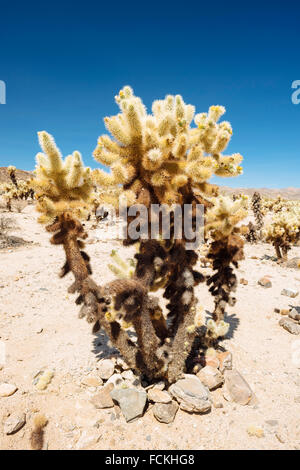 Teddy-bear cholla cactus (cylindropuntia bigelovii) dans le Cholla Cactus Garden, Joshua Tree National Park, Californie Banque D'Images