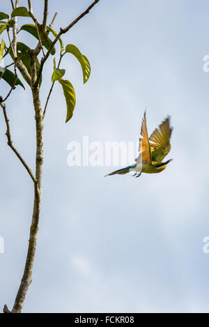 Blue-tailed Guêpier (Merops philippinus) en vol. Banque D'Images