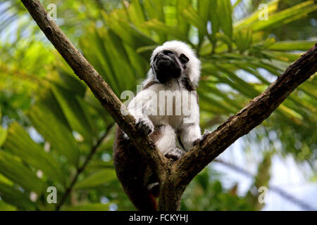 Cotton-Top Tamarin monkey, entre deux branches d'un arbre pris en Asie du sud-est, zoo de Singapour Banque D'Images