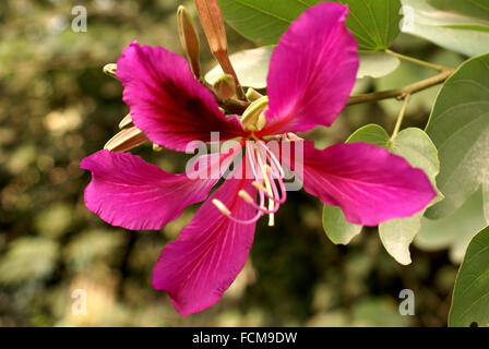 X Bauhinia blakeana, Hong Kong Orchid tree, hybride stérile avec du rouge-violet fleurs orchidée parfumée Banque D'Images