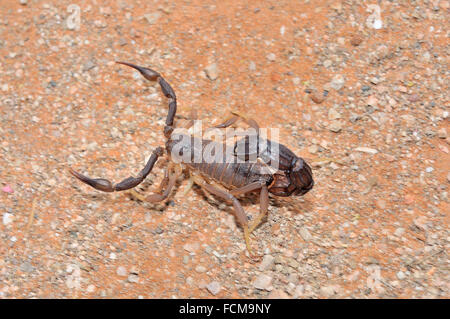 Scorpion à queue épaisse granulé, Parabuthus granulatus, dans le Kalahari Banque D'Images