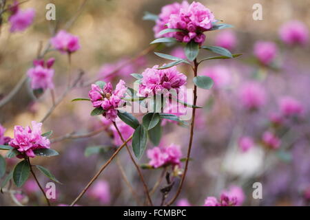 Rhododendron, bloomère printanière précoce, Banque D'Images