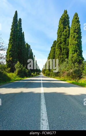 Cyprès de Provence célèbre boulevard arbres paysage. Monument de la maremme, Toscane, Italie, Europe. Ce boulevard est célèbre pour la carte Banque D'Images