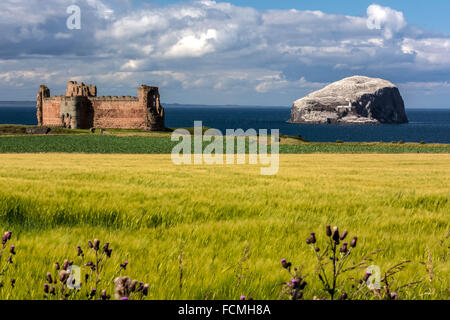 Bass Rock et le Château de Tantallon, East Lothian, Ecosse, Royaume-Uni Banque D'Images