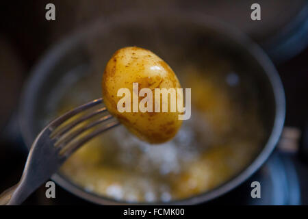 Une nouvelle pomme de terre bébé bouilli cuit sur une fourchette au-dessus d'une casserole d'eau. Banque D'Images