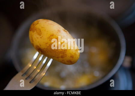 Une nouvelle pomme de terre bébé bouilli cuit sur une fourchette au-dessus d'une casserole d'eau. Banque D'Images