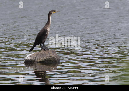 Jeune Cormoran (Phalacrocorax carbo) debout sur un rocher, réservoir de dérive, Cornwall, England, UK. Banque D'Images