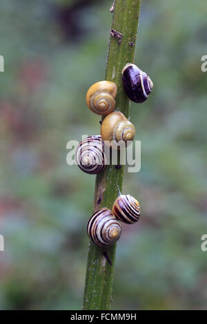 Six lèvres blanches baguées escargots (Cepaea hortensis) reposant sur une tige de la plante. Banque D'Images