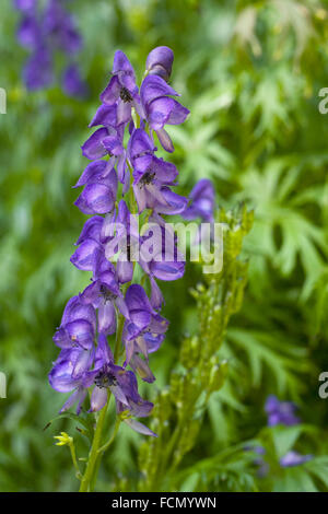 Aconitum fleur. Monkshood fleur dans une frontière. Banque D'Images