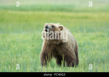 Sauvages adultes solitaires, l'ours grizzli (Ursus arctos), Lake Clark National Park, Alaska, USA Banque D'Images