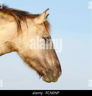 Konik cheval sauvage dans la réserve naturelle Oostvaardersplassen en Hollande. Banque D'Images