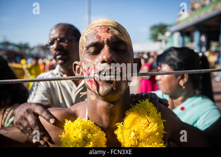 Kuala Lumpur, Malaisie, les grottes de Batu. 23 Jan, 2016. Les dévots hindous pierce différentes partie de son corps et faire des pots de lait sur leurs têtes sur des kilomètres pour célébrer l'honneur de Lord Subramaniam (Lord Murugan) dans les grottes de Batu pendant Thaipusam Festival, a observé le jour de la pleine lune au cours de la mois tamoul de Thai. © Guillaume Payen/ZUMA/Alamy Fil Live News Banque D'Images