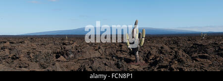 Cactus candélabres Jasminocereus thouarsii Punta Moreno île Isabela Galapagos Équateur Banque D'Images