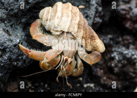 L'ermite de semi-terrestre Coenobita compressa Isabela Island Îles Galapagos Équateur Banque D'Images