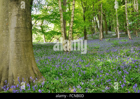 Jacinthes des bois en à Etherow Country Park près de Lyon dans le Grand Manchester, Angleterre. Banque D'Images