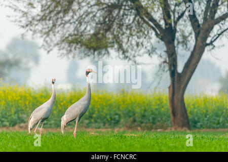 Grues Sarus (Grus antigone) paires dans une terre agricole près de Parc national de Keoladeo, Bharatpur, Rajasthan, Inde. Banque D'Images