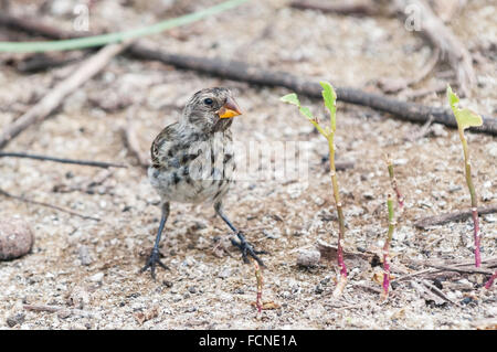 La masse moyenne des femmes Finch, Geospiza fortis, Isla Isabela, îles Galapagos, Equateur Banque D'Images