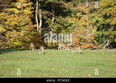 Un petit troupeau de cerfs de Virginie dans le calme. Banque D'Images