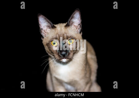 Magnifique portrait d'un chat brun sur un fond noir Banque D'Images