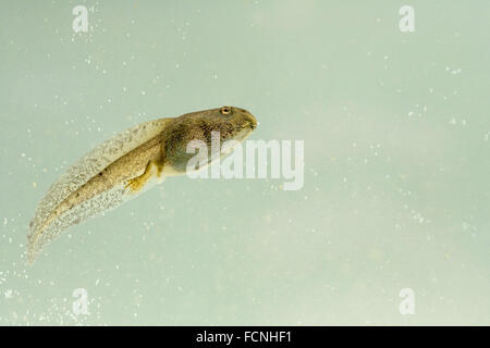Gros têtard de grenouille rousse (Rana temporaria), montrant les pieds arrière, nager sous l'eau, Bentley, Suffolk, Mai 2009 Banque D'Images