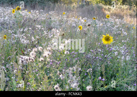 Tournesol (Helianthus annuus) et Thistle seedheads (chardon, Cirsium arvense) de plus en plus mis de côté champ près de Holbrook Banque D'Images