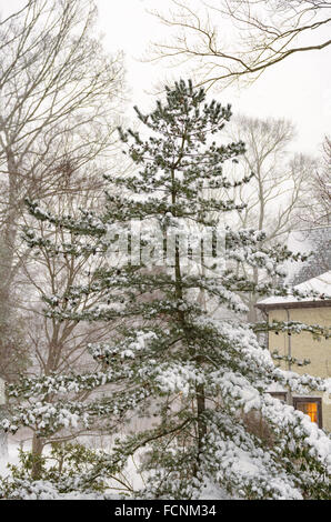 Chappaqua, New York, USA. 23 janvier 2016. Comme soir tombe la neige de la première tempête de neige 2016 Jonas continue de tomber dans le comté de Westchester banlieue de Chappaqua avec rafales de vent créant des conditions de voile blanc et jusqu'à 20 pouces de neige avant la tempête pummeling la côte est se termine. Credit : 2016 Marianne Campolongo/Alamy Live News Banque D'Images