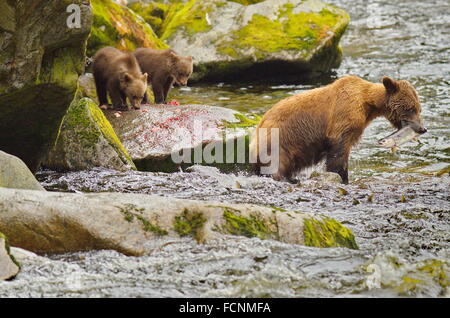 Ours brun avec des petits à Anan en Alaska. Pour pêcher le saumon de la mère d'oursons. Le saumon dans la bouche de la mère. Banque D'Images