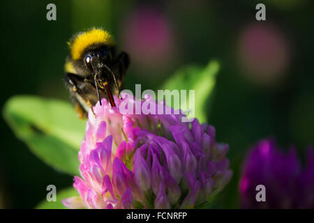 Un bourdon de sucer le nectar d'une fleur Banque D'Images