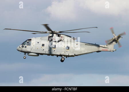 ZH828, un AgustaWestland Merlin HM1 de la Royal Navy, atterrit à l'Aéroport International de Prestwick. Banque D'Images