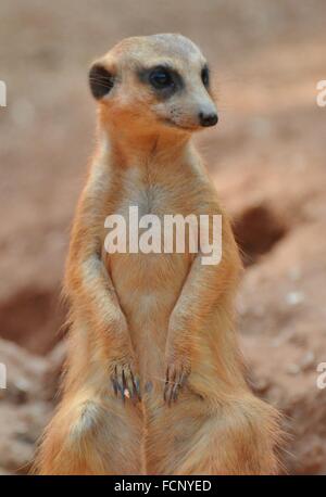 Un meerkat/suricate (Suricata suricatta), originaire d'Afrique Banque D'Images