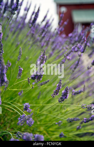 Longue tige de lavande en Sequim,WA Banque D'Images
