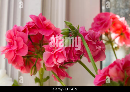 Gros plan du Pelargonium hortorum fleur rose Banque D'Images