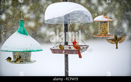 Merrick, New York, USA. 23 Jan, 2016. Billet est strictement pour les oiseaux, quand Blizzard Jonas apporte la neige et les rafales de vent dangereuses à Long Island, et le gouverneur Cuomo interdit les voyages, l'arrêt L.I.'s routes et chemins de fer, en raison de conditions dangereuses. Un mâle rouge cardinal et plusieurs roitelets manger les graines d'une variété de mangeoires suspendues dans un jardin de banlieue, comme la tempête de 2016 déjà baissé de plus de 30 cm de neige sur la rive sud ville de Merrick, avec beaucoup plus de neige attendus au cours samedi et dimanche. © Ann Parry/ZUMA/Alamy Fil Live News Banque D'Images