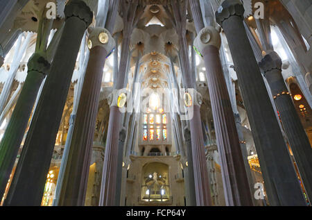 Plafond de la basilique Sagrada Familia, Barcelona, Espagne. Banque D'Images