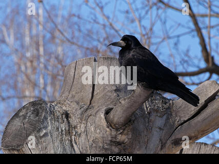 Black crow sitting on tree stump Banque D'Images