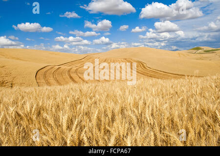 Ciel bleu avec des nuages au-dessus des collines d'un champ de blé récolté en partie dans la région de Washington Palouse Banque D'Images